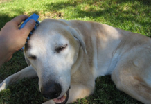 Grooming Labrador Retrievers