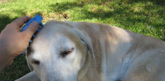 Grooming Labrador Retrievers