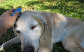 Grooming Labrador Retrievers