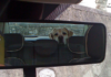 Dog Car Ride