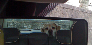 Dog Car Ride