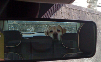 Dog Car Ride