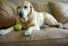 Labrador Retriever Care