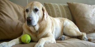 Labrador Retriever Care
