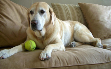 Labrador Retriever Care