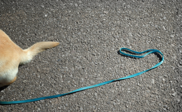 Labrador on a Leash