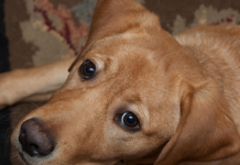 Labrador Rescue