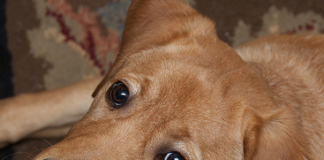 Labrador Rescue