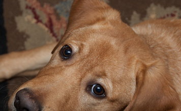 Labrador Rescue