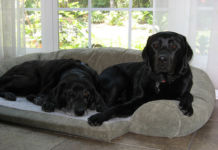 Pair of Labrador Retrievers