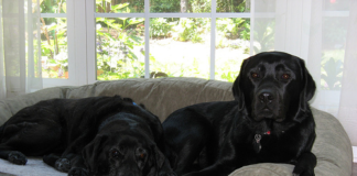 Pair of Labrador Retrievers