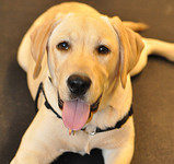 American Kennel Association Labrador Retriever