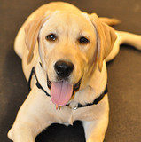 American Kennel Association Labrador Retriever