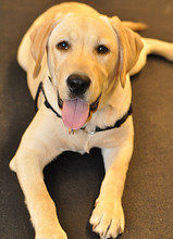 American Kennel Association Labrador Retriever