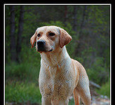 American vs English Lab