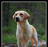 American vs English Lab