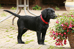 Training your Lab Puppy