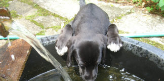 Labrador Retrievers
