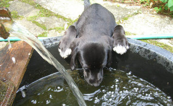 Labrador Retrievers