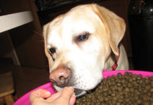 Labrador Retriever Food
