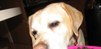 Labrador Retriever Food