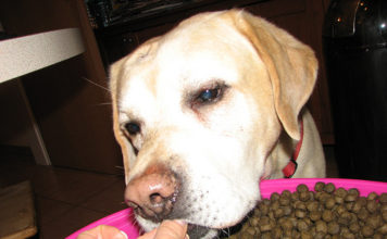 Labrador Retriever Food