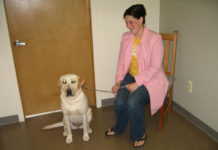 Labrador Retriever