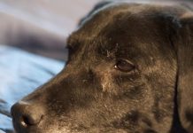 Labrador Arthritis