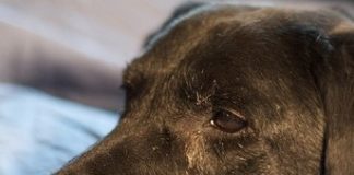 Labrador Arthritis