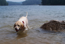 Labrador