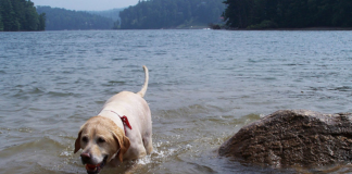 Labrador