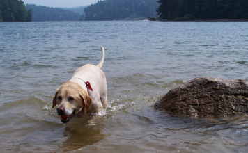 Labrador