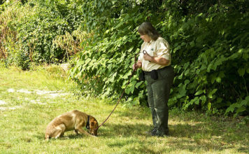 Labrador Retriever