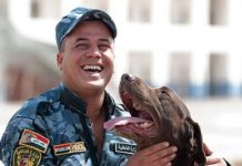 Bomb Sniffing Labrador Retrievers