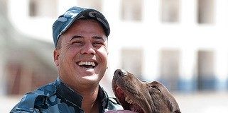 Bomb Sniffing Labrador Retrievers