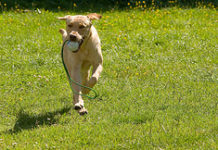 Labrador Retriever Health