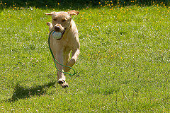 Labrador Retriever Health