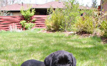 Labrador Retriever