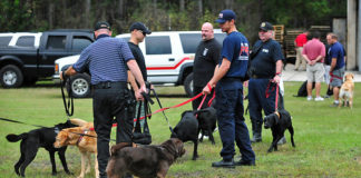 Labrador Retriever Police Dogs
