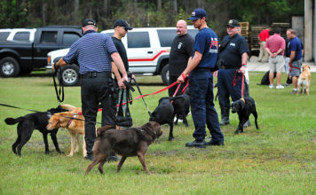 Labrador Retriever Police Dogs