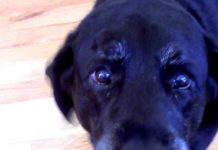 Labrador Retriever Health