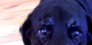 Labrador Retriever Health