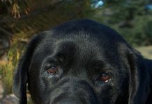 Labrador Retriever Health