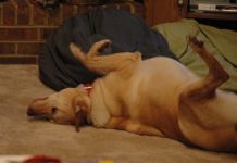 Labrador Retriever Health