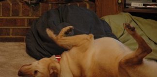 Labrador Retriever Health