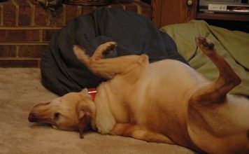 Labrador Retriever Health
