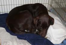 Labrador Puppy Training