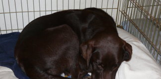 Labrador Puppy Training