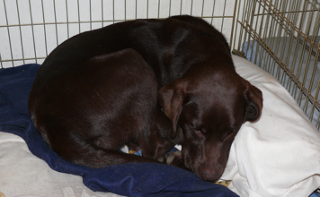 Labrador Puppy Training