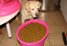 Labrador Retriever Food